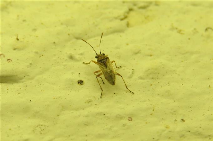 Lygaeidae: Nysius sp.